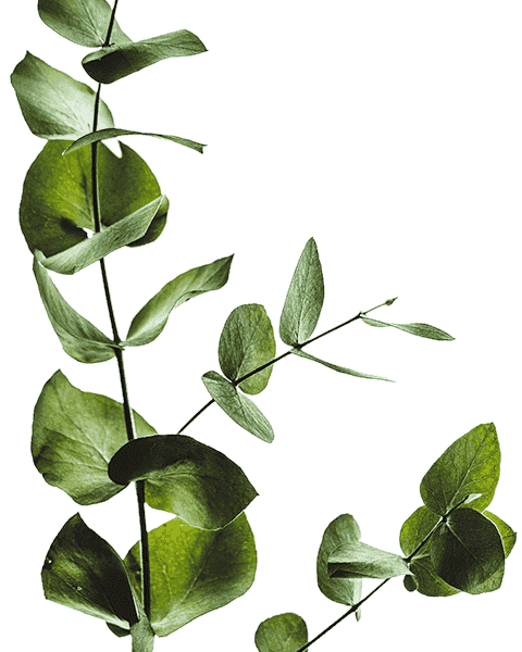 about-us-leaf leaf